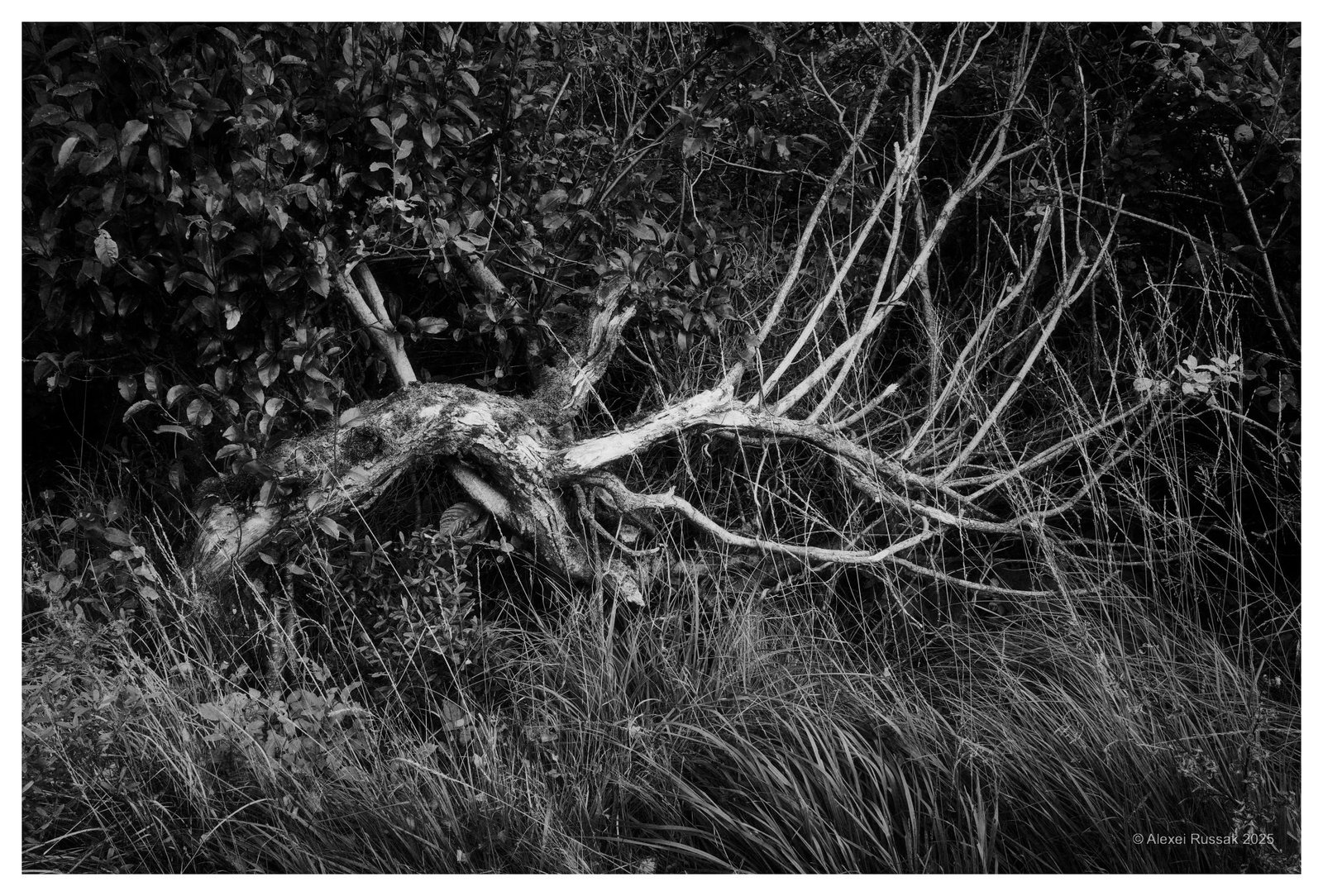 20251003-1430595330_1