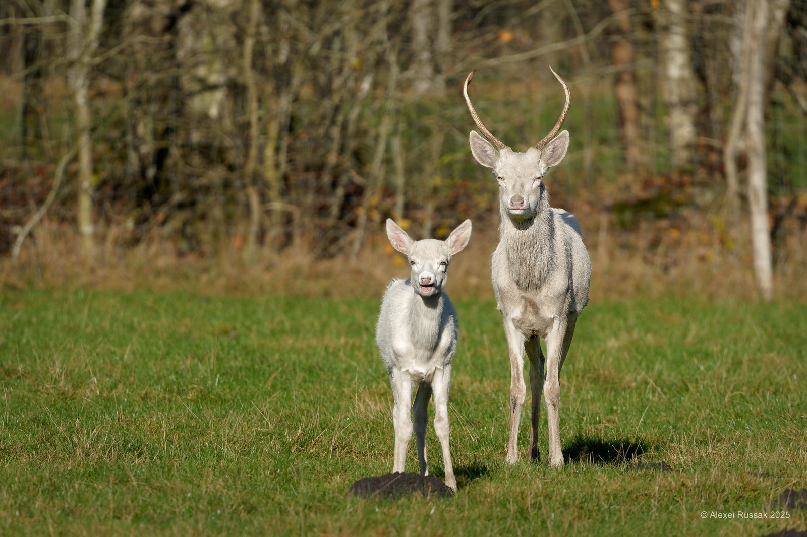 20251117-1332164230_openWith